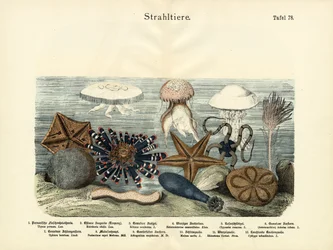 Echinodermi